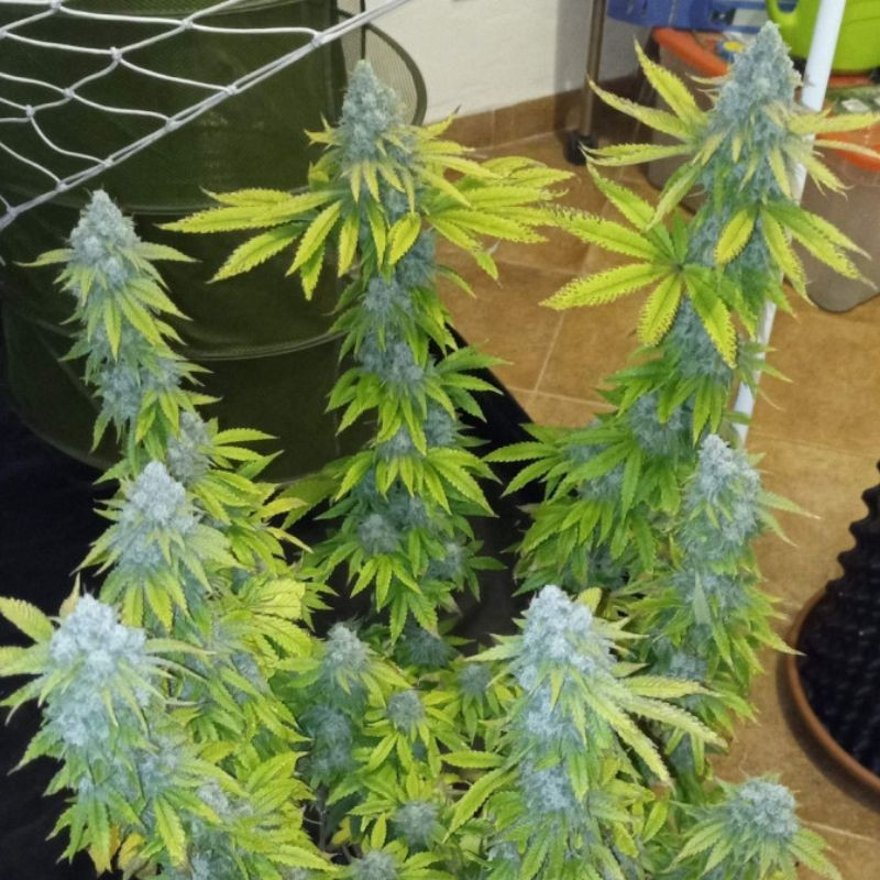 Crystal Candy - semințe de cannabis, soi de marijuana