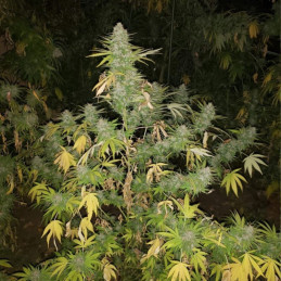 Grapefruit - semințe de cannabis, soi de marijuana