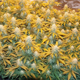 Great White Shark - semințe de cannabis, soi de marijuana