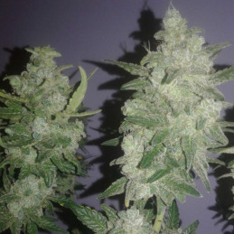 Gelato - semințe de cannabis, soi de marijuana