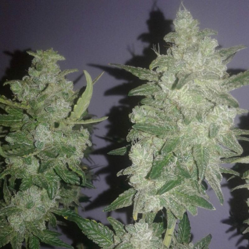 Gelato - semințe de cannabis, soi de marijuana