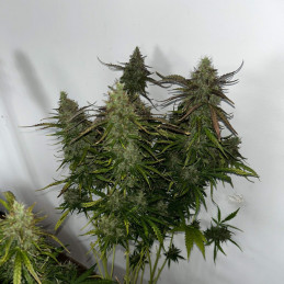 Skunk - semințe de cannabis, soi de marijuana