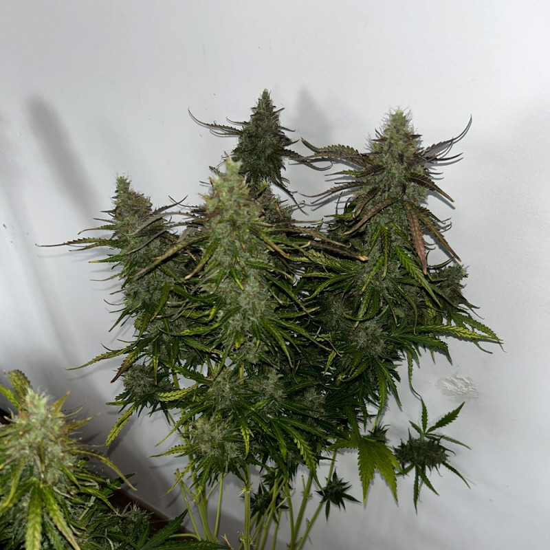 Skunk - semințe de cannabis, soi de marijuana