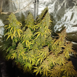 Durban Poison - semințe de cannabis, soi de marijuana