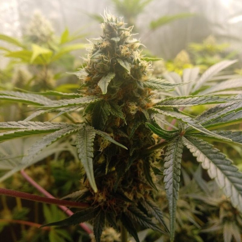 Critical Mass - semințe de cannabis, soi de marijuana