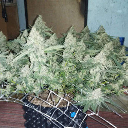 Coffee Ryder - semințe de cannabis, soi de marijuana