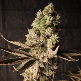 Chrome - semințe de cannabis, soi de marijuana