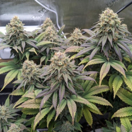 Cheese - semințe de cannabis, soi de marijuana
