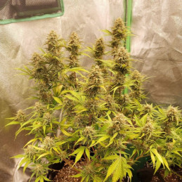 Caramel - semințe de cannabis, soi de marijuana