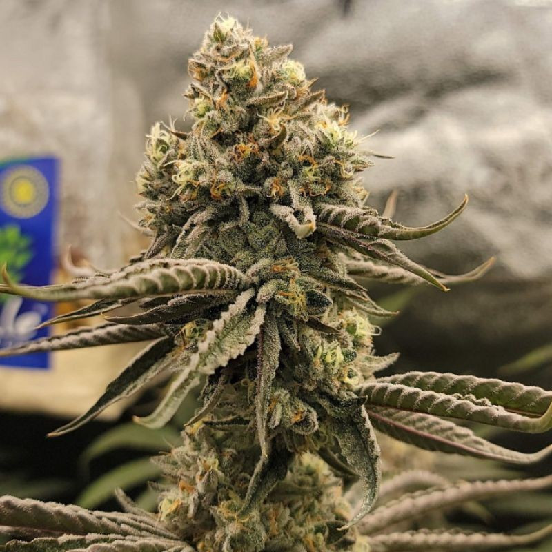 Bruce Banner - semințe de cannabis, soi de marijuana