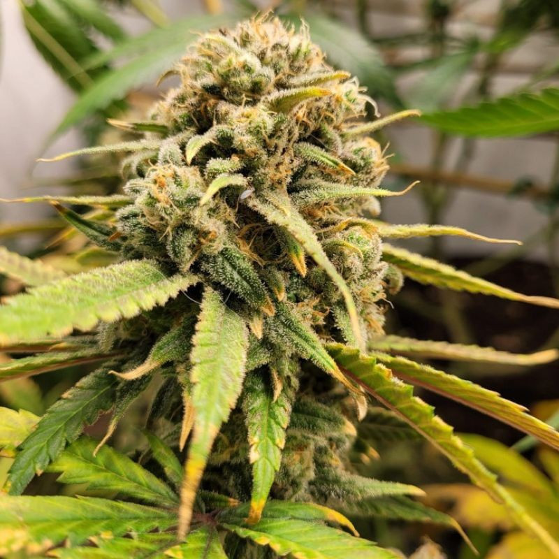 BubbleGum - semințe de cannabis, soi de marijuana