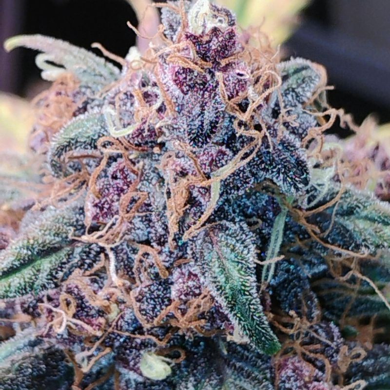 Blueberry - semințe de cannabis, soi de marijuana