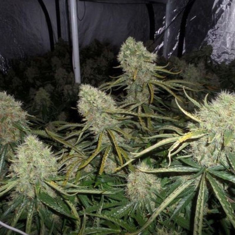 Big Bud - semințe de cannabis, soi de marijuana