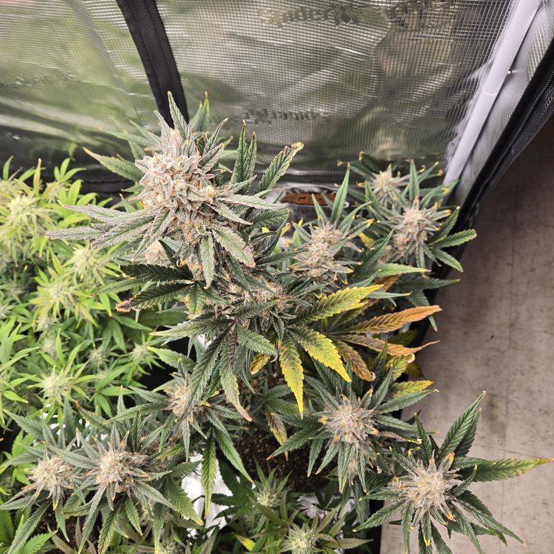 Banana Flower - semințe de cannabis, soi de marijuana