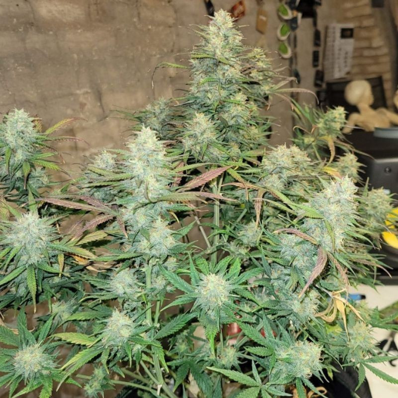 Pineapple - semințe de cannabis, soi de marijuana