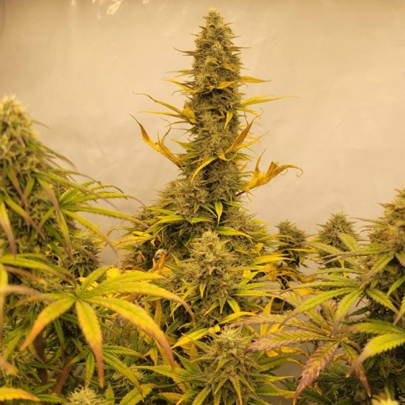 Amnesia Gold - semințe de cannabis, soi de marijuana