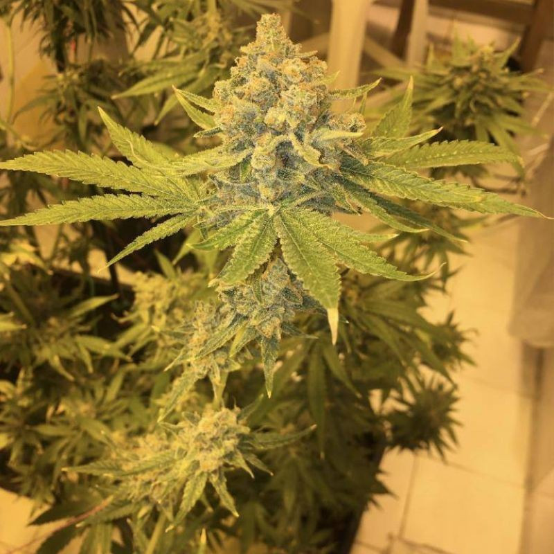 AK 47 - semințe de cannabis, soi de marijuana