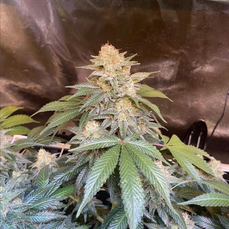 White Russian - semințe de cannabis, soi de marijuana