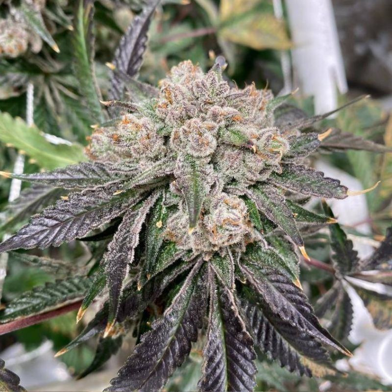 Black Domina - semințe de cannabis, soi de marijuana