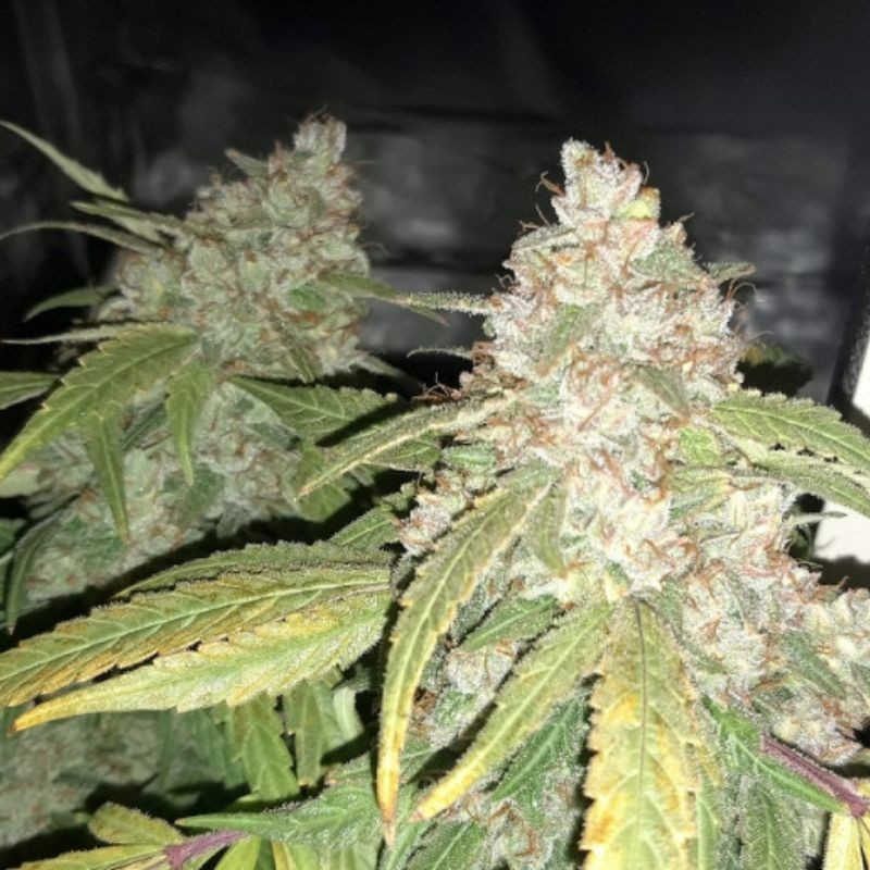 Afghan Kush - semințe de cannabis, soi de marijuana