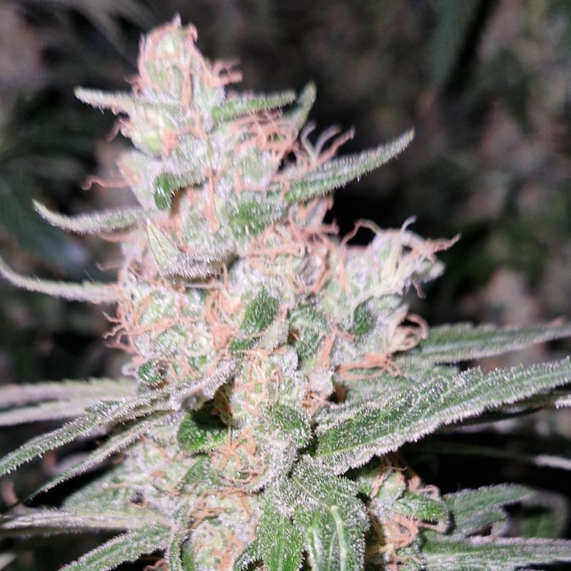 Critical Kush - semințe de cannabis, soi de marijuana
