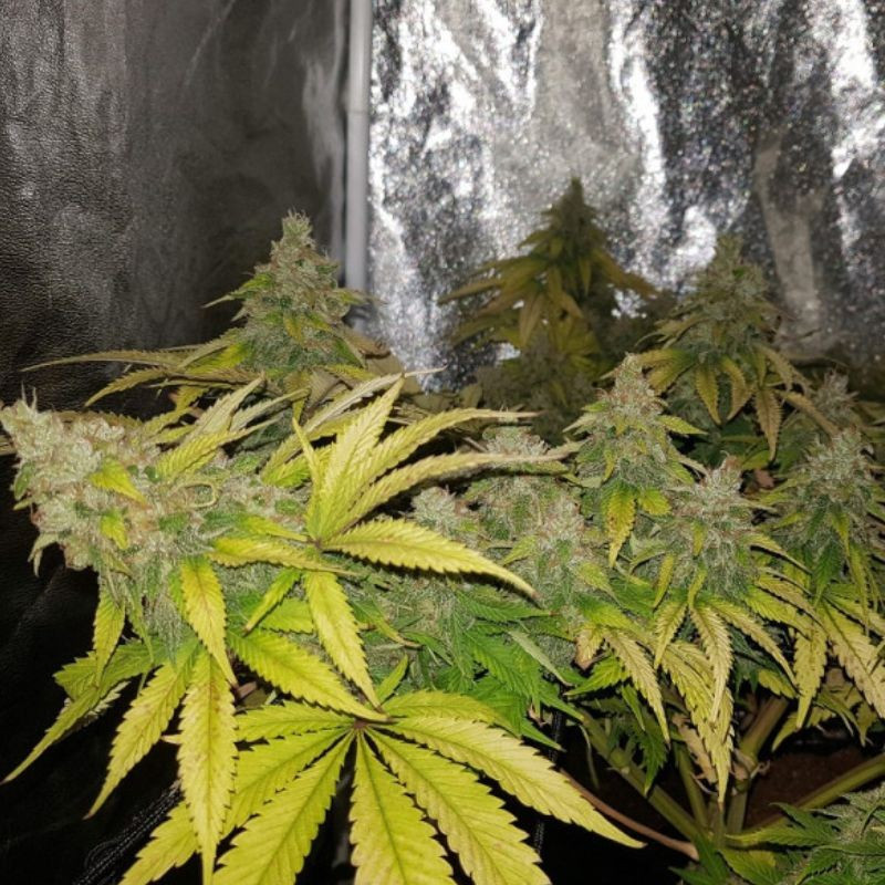 OG Kush - semințe de cannabis, soi de marijuana