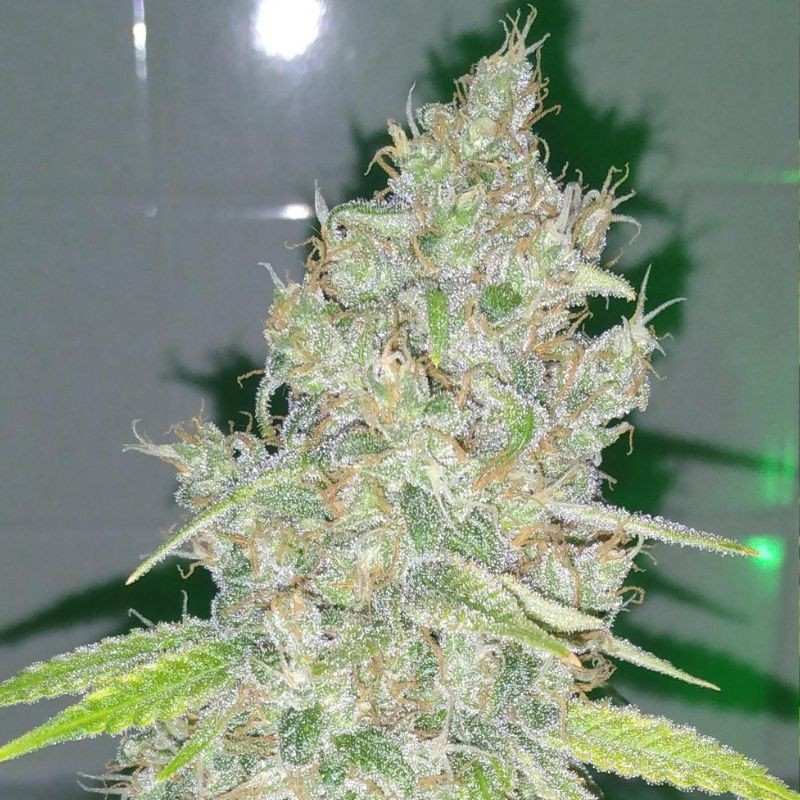Amnesia Haze - semințe de cannabis, soi de marijuana