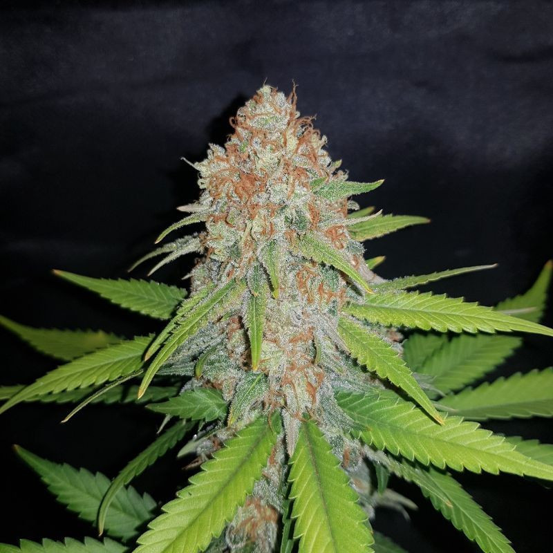White Widow - semințe de cannabis, soi de marijuana
