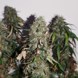 Gorilla Cookies - semințe de cannabis