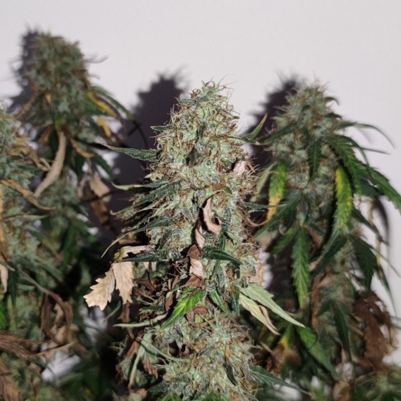 Gorilla Cookies - semințe de cannabis