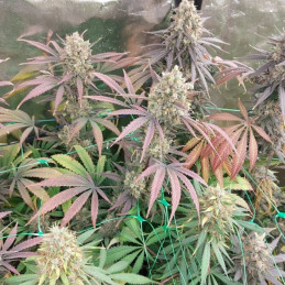 Mimosa x Orange Punch - semințe de cannabis