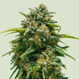 Sweet Skunk Auto - semințe de cannabis