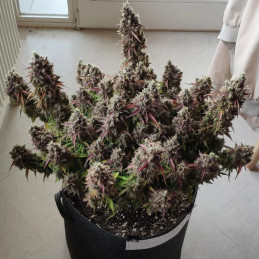 Royal Gorilla Automatic - semințe de cannabis