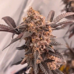 Blue Sunset Sherbert