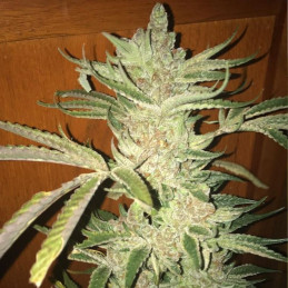 THC Bomb