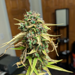 Blue Dream