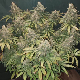 Shark Widow CBD