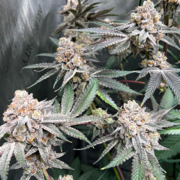 Blue Dream Auto