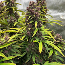Ayahuasca Purple