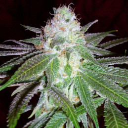 Dubai Poison Auto