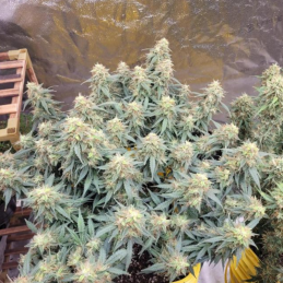 Amnesia Jelly Auto