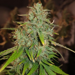 Fast Eddy Automatic CBD