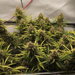Royal Highness CBD