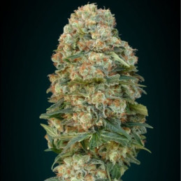 Afghan Skunk
