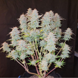 Auto Amnesia