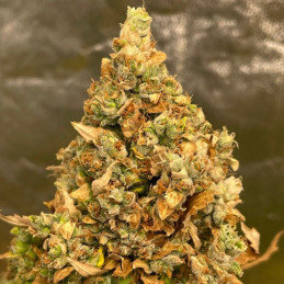 Auto Gelato 33
