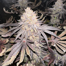 Critical Soma