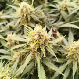 Somango Glue