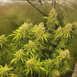 Ghost Train Haze 1