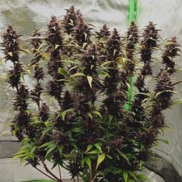 Purple Domina